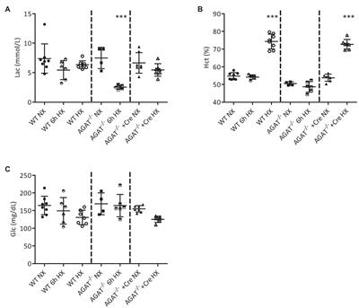 Arginine:Glycine Amidinotransferase Is Essential for Creatine Supply in Mice During Chronic Hypoxia